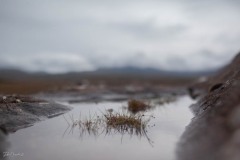 MG_6832