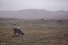 MG_0604