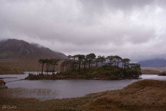 MG_1216
