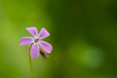 20100508_2010-05-08-14-04-08NIKON-CORPORATION-NIKON-D300S4352x2868