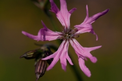 20100522_2010-05-22-18-44-38NIKON-CORPORATION-NIKON-D300S4352x2868