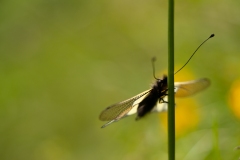 20100615_2010-06-15-12-35-57NIKON-CORPORATION-NIKON-D300S4352x2868