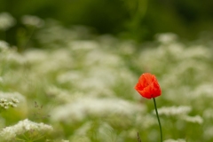 20100615_2010-06-15-13-55-46NIKON-CORPORATION-NIKON-D300S4352x2868