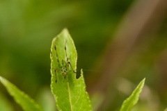 20100618_2010-06-18-15-53-34NIKON-CORPORATION-NIKON-D300S4352x2868