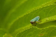 20100618_2010-06-18-16-01-07NIKON-CORPORATION-NIKON-D300S4352x2868