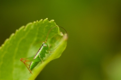 20100618_2010-06-18-16-14-18NIKON-CORPORATION-NIKON-D300S4352x2868