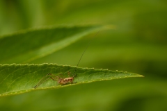 20100618_2010-06-18-16-21-58NIKON-CORPORATION-NIKON-D300S4352x2868