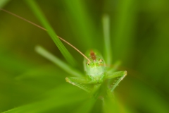 20100618_2010-06-18-18-10-34NIKON-CORPORATION-NIKON-D300S4352x2868