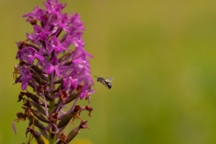 20100619_2010-06-19-11-21-29NIKON-CORPORATION-NIKON-D300S4352x2868