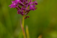 20100619_2010-06-19-11-35-20NIKON-CORPORATION-NIKON-D300S4352x2868