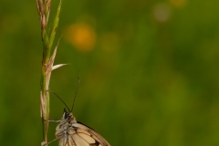 20100619_2010-06-19-12-05-42NIKON-CORPORATION-NIKON-D300S4352x2868