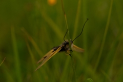 20100619_2010-06-19-12-45-01NIKON-CORPORATION-NIKON-D300S4352x2868