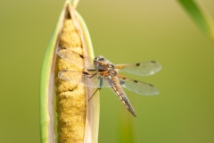 20100624_2010-06-24-17-01-37NIKON-CORPORATION-NIKON-D300S4352x2868-2