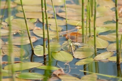 20100624_2010-06-24-17-06-40NIKON-CORPORATION-NIKON-D300S4352x2868-2