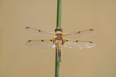 20100624_2010-06-24-17-15-46NIKON-CORPORATION-NIKON-D300S4352x2868-2