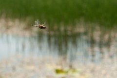 20100624_2010-06-24-17-20-51NIKON-CORPORATION-NIKON-D300S4352x28683089938944-Avec-accentuation-SR