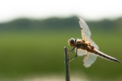20100624_2010-06-24-17-21-43NIKON-CORPORATION-NIKON-D300S4352x2868-2