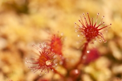 20100627_2010-06-27-12-02-46NIKON-CORPORATION-NIKON-D300S4352x2868-2