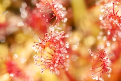 20100627_2010-06-27-12-08-09NIKON-CORPORATION-NIKON-D300S4352x2868