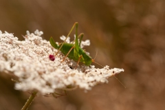 20100815_2010-08-15-11-15-28NIKON-CORPORATION-NIKON-D300S4352x2868-2