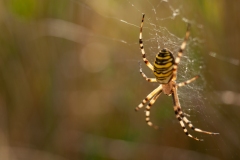 20100815_2010-08-15-11-31-21NIKON-CORPORATION-NIKON-D300S4352x2868