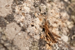 20100815_2010-08-15-12-39-27NIKON-CORPORATION-NIKON-D300S4352x2868-2