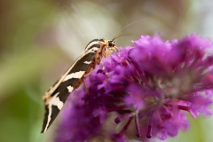 20100815_2010-08-15-13-25-58NIKON-CORPORATION-NIKON-D300S4352x2868-2