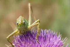 20110713_2011-07-13-12-21-45NIKON-CORPORATION-NIKON-D300S4352x2868
