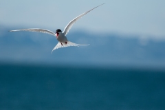 20120603_2012-06-03-12-11-26NIKON-CORPORATION-NIKON-D300S4352x2868
