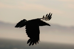 20120603_2012-07-26-15-50-31NIKON-CORPORATION-NIKON-D300S-4288x28481054614808-1