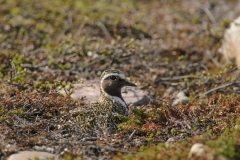 20120604_2012-06-04-09-17-50NIKON-CORPORATION-NIKON-D300S4352x2868942010280