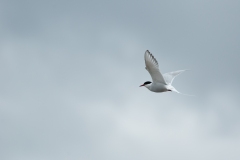 20120608_2012-06-08-11-29-21NIKON-CORPORATION-NIKON-D300S4352x2868