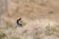 20120608_2012-06-08-15-42-36NIKON-CORPORATION-NIKON-D300S4352x2868