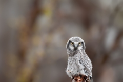 20120610_2012-06-10-09-24-36NIKON-CORPORATION-NIKON-D300S4352x2868-Avec-accentuation-SR