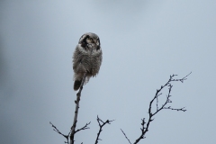 20120610_2012-06-10-09-25-16NIKON-CORPORATION-NIKON-D300S4352x2868-2-Avec-accentuation-SR