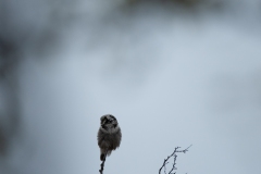 20120610_2012-06-10-09-25-21NIKON-CORPORATION-NIKON-D300S4352x2868