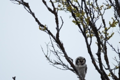 20120610_2012-06-10-09-34-25NIKON-CORPORATION-NIKON-D300S4352x28683200300416