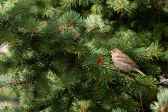 20120612_2012-06-12-15-21-45NIKON-CORPORATION-NIKON-D300S4352x2868