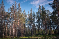 20120612_2012-06-12-18-51-54NIKON-CORPORATION-NIKON-D300S4352x2868-2