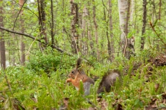 20120614_2012-06-14-12-52-17NIKON-CORPORATION-NIKON-D300S4352x28683236348560