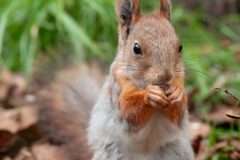 20120615_2012-06-15-10-53-29NIKON-CORPORATION-NIKON-D300S4352x2868-2