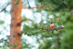 20120615_2012-06-15-18-32-21NIKON-CORPORATION-NIKON-D300S4352x2868-2