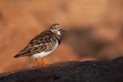 20100306_2010-03-06-17-19-48NIKON-CORPORATION-NIKON-D2003904x2616