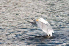 20100427_2010-04-27-19-20-46NIKON-CORPORATION-NIKON-D300S4352x2868305383416