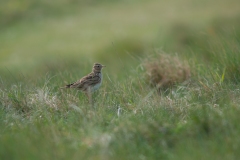 20100513_2010-05-13-17-04-43NIKON-CORPORATION-NIKON-D300S4352x2868