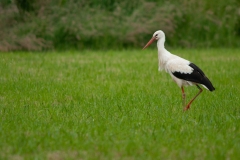 20100601_2010-06-01-19-46-46NIKON-CORPORATION-NIKON-D300S4352x2868