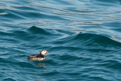 20100703_2010-07-03-10-59-59NIKON-CORPORATION-NIKON-D300S4352x2868-Avec-accentuation-SR