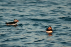 20100710_2010-07-10-06-45-19NIKON-CORPORATION-NIKON-D300S4352x2868872591464-Avec-accentuation-SR