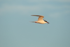 20100710_2010-07-10-07-02-29NIKON-CORPORATION-NIKON-D300S4352x2868883732568