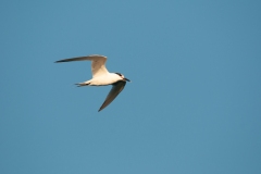 20100710_2010-07-10-07-19-16NIKON-CORPORATION-NIKON-D300S4352x2868898219832